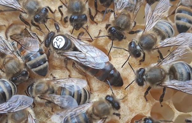 Bienenkönigin gekennzeichnet Bienenkönigin gekennzeichnet
