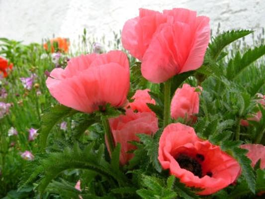 Mohn groß