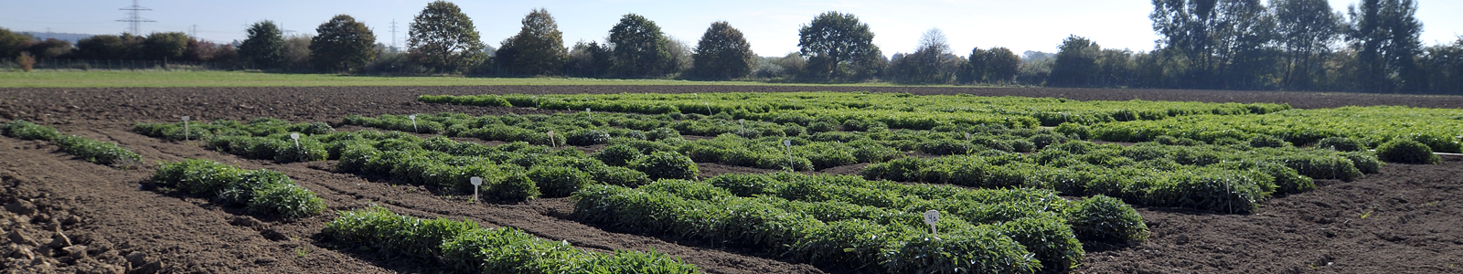 Versuchsfeld Gartenbau © Dienstleistungszentren Ländlicher Raum